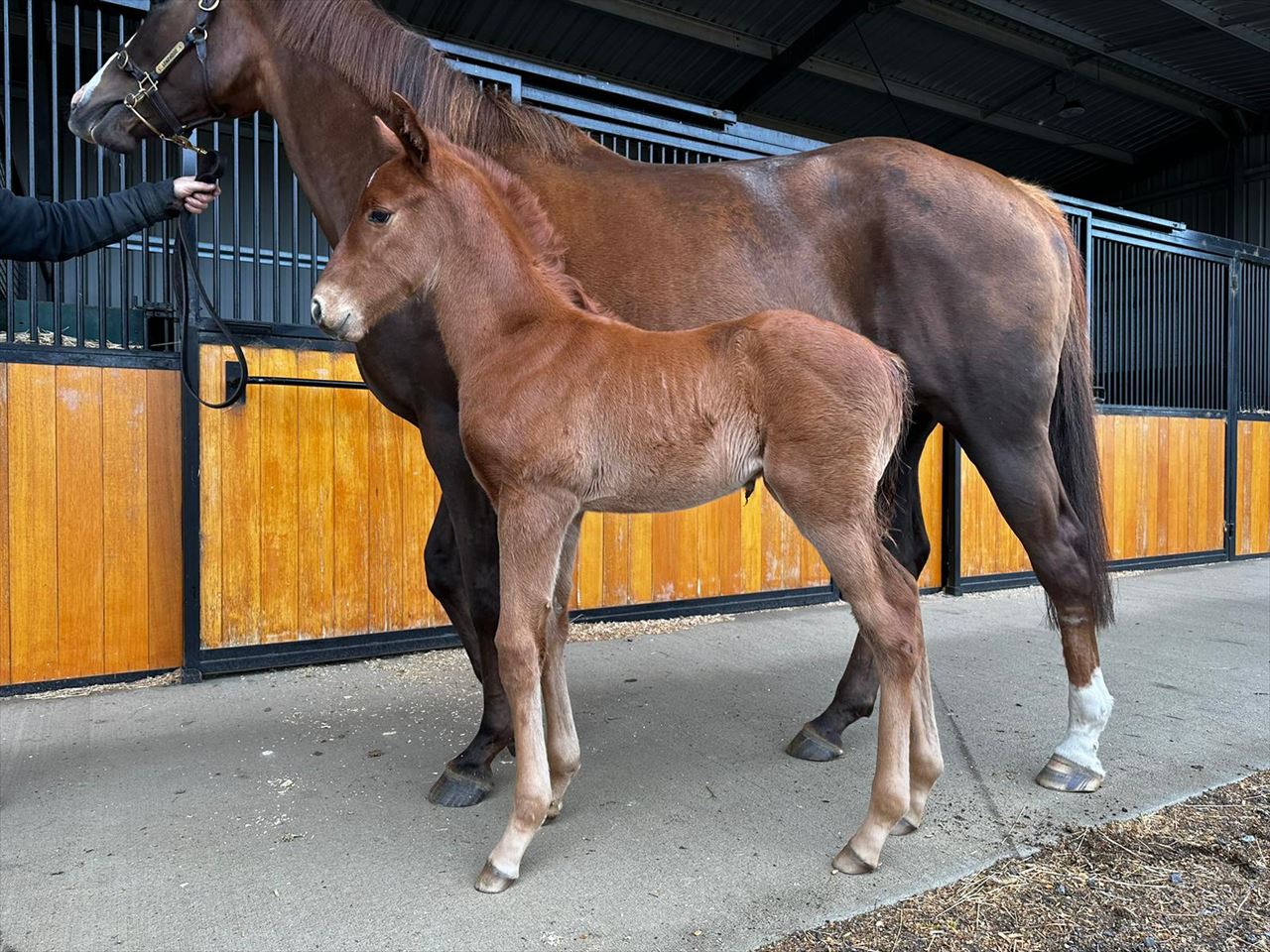 2022 october early online sale inglis digital online auctions